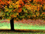 Single Maple Tree in Autumn, Brown County State Park, Indiana